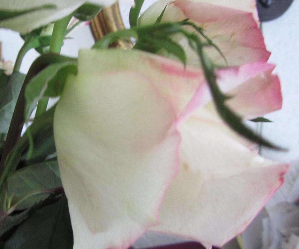 creative savv: Salvaging Droopy Roses in a Bouquet Using Straight Pins
