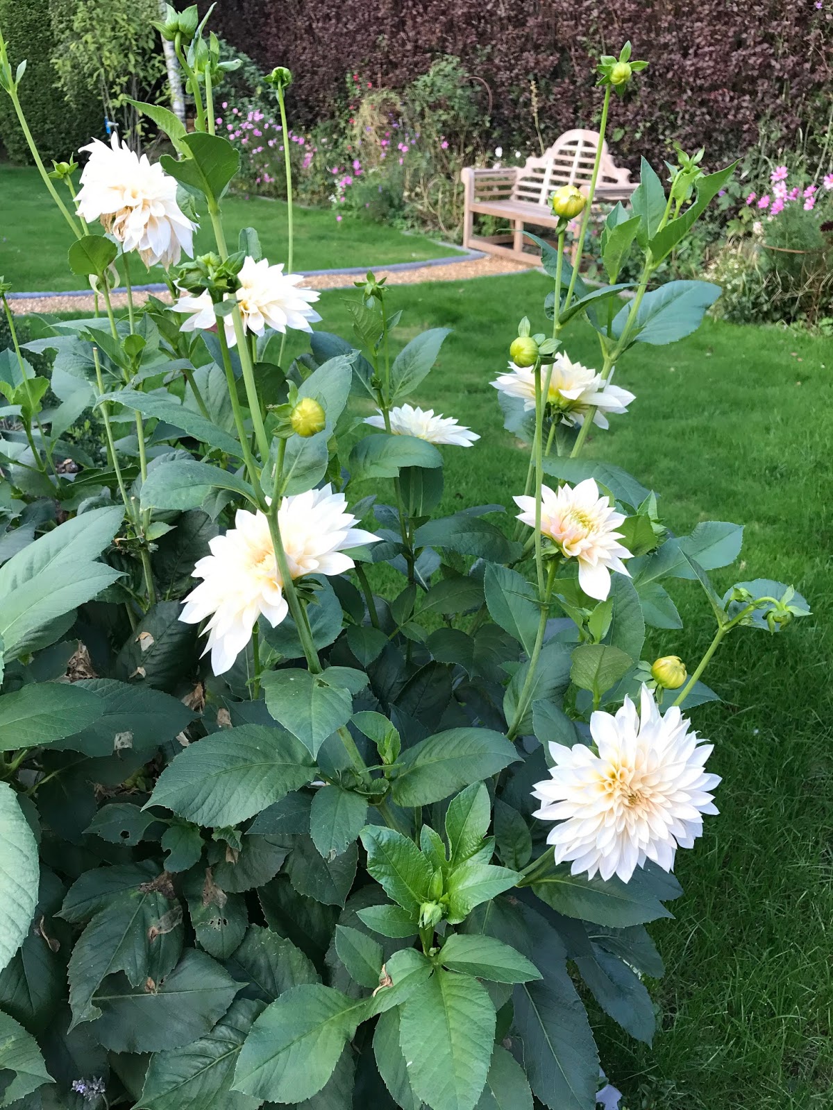 Bright Red New Leaves And White Flowers Of The Evergreen Pieris