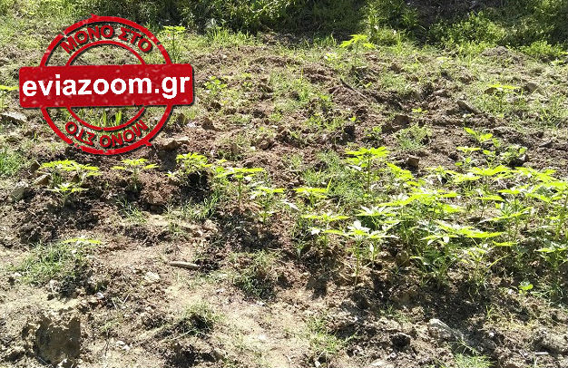 Αρτάκη: 50χρονος αυτοκινητιστής καλλιεργούσε στον κήπο του χασισοφυτεία με 50 δενδρύλλια (ΦΩΤΟ)