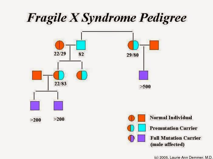 Fragile X Syndrome Research and Perspectives How Fragile X Syndrome