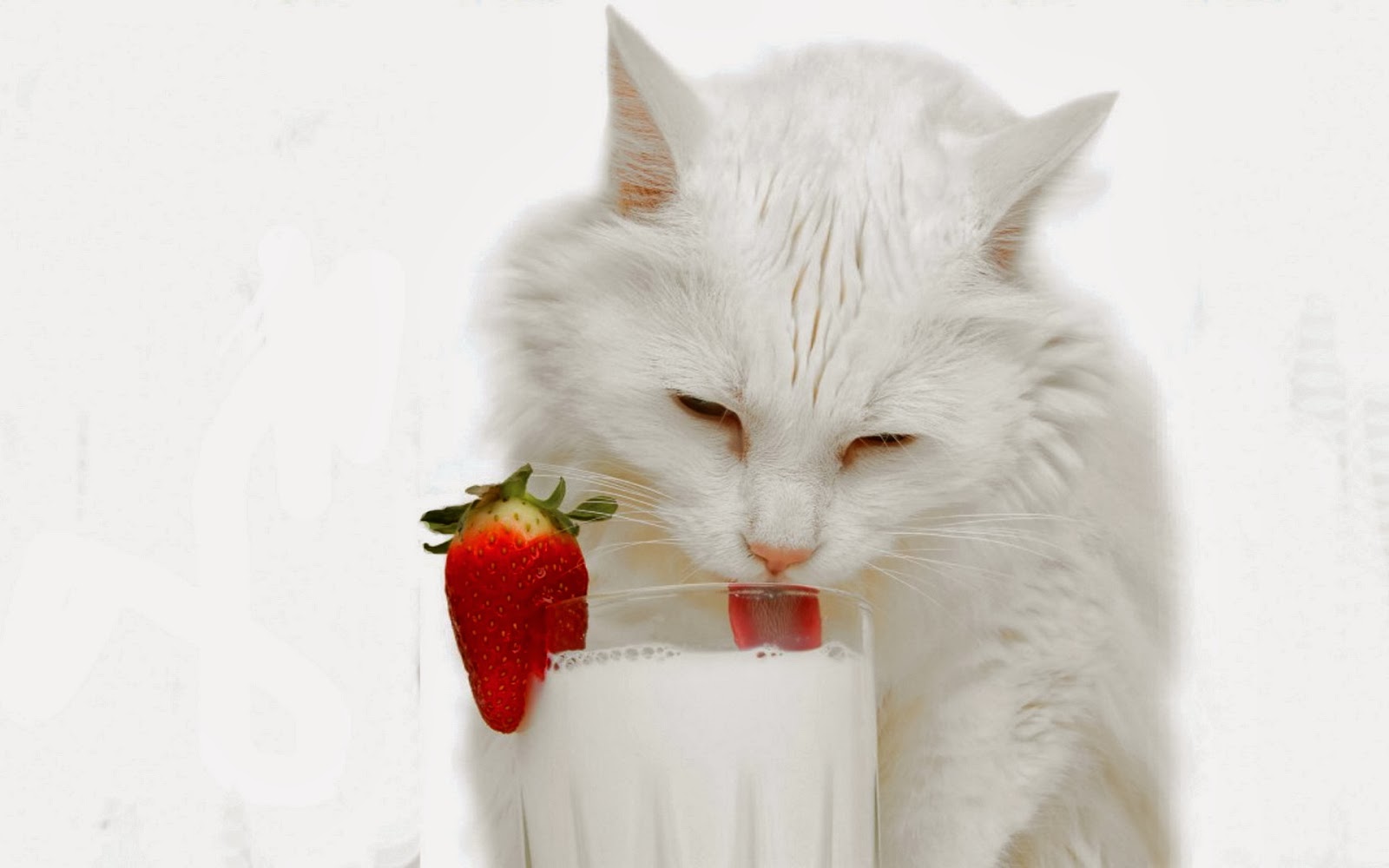 White Cat Wallpaper - beautiful desktop wallpapers 2014