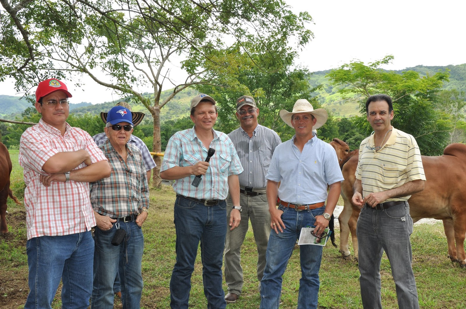 Panama Project: Pure Bred Cattle In Veraguas, Panama