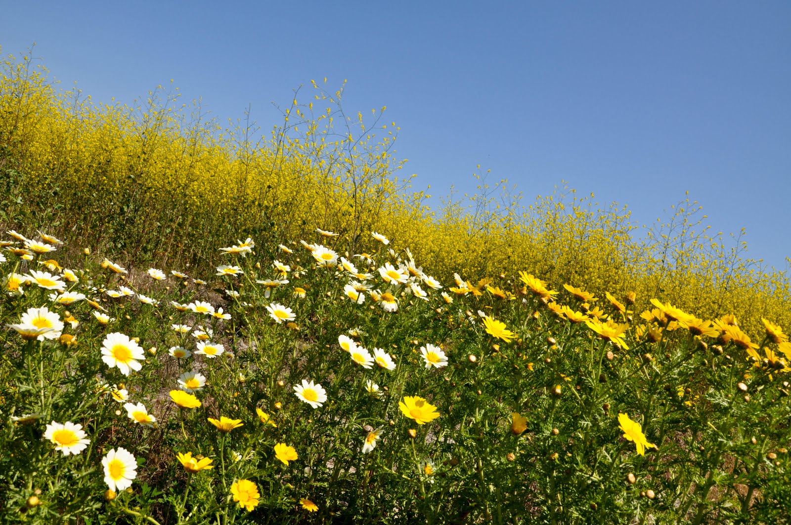 Sailor RN Wild flower field
