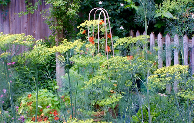 In front of a dovecote, a large stand of dill flowers on tall stalks grows with nasturtiums in the potager.