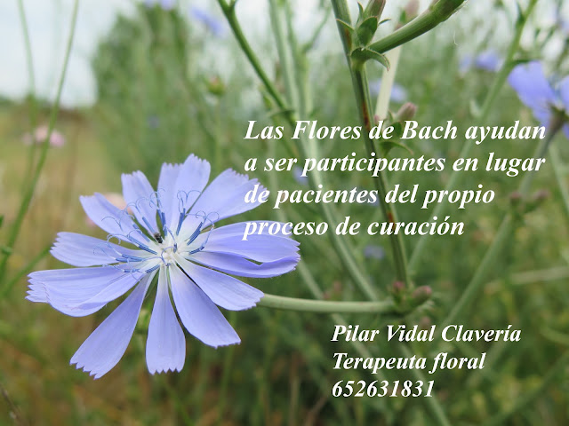 Sentir con Flores de Bach - Pilar Vidal Claver\u00eda: Flores del Romero
