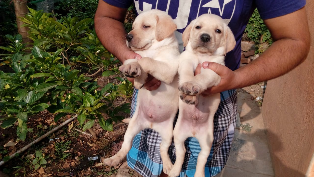 Top Dog Breeders in Bangalore India at Best Price Yourdogbreedsinfo