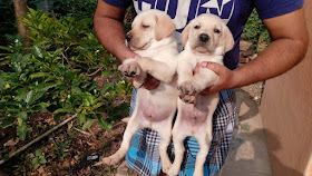 dog breeds in bangalore