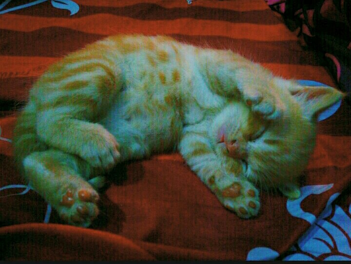 100 Tafsir Arti Mimpi Tentang Kucing Terlengkap Dan Penting Perlu