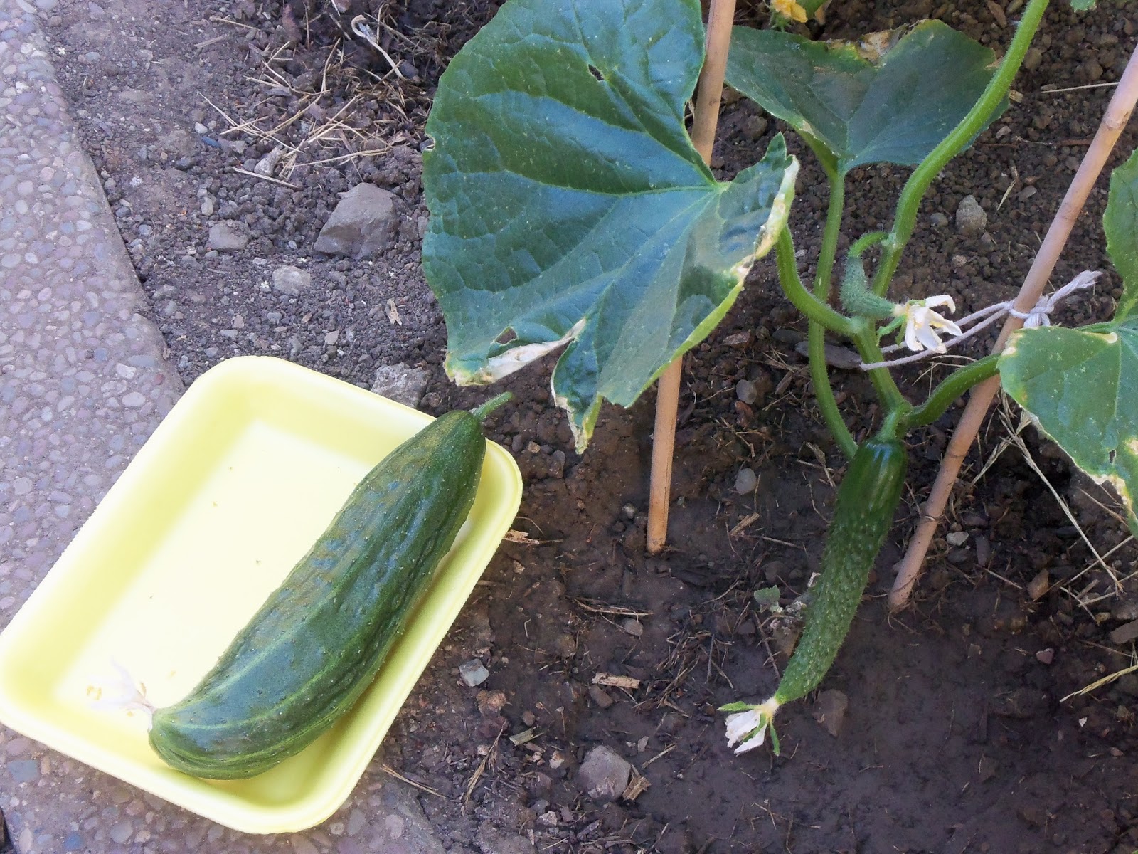 海甲3號 toptomato: :溫室栽培頂級美濃瓜
