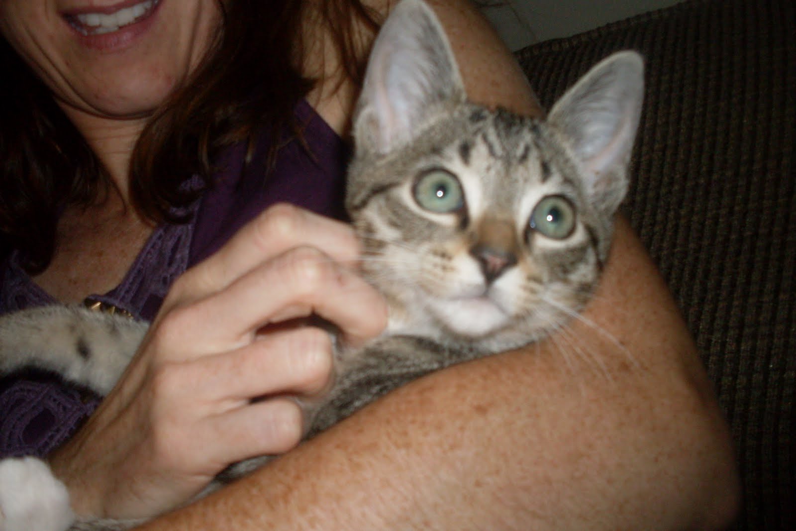 Name that Kitten! | Author Christina Tarabochia
