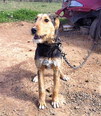 Sons of Savages: Australian Boar Dogs