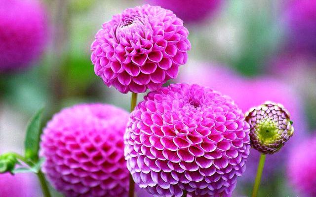 16 Gambar Bunga Tercantik di Dunia - Si Gambar