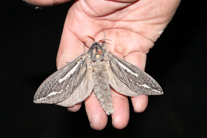 Дюны субнаутика. Мод погружения циклопа 1. Subnautica мотылек. Subnautica модуль хранилища. Модули циклопа subnautica.