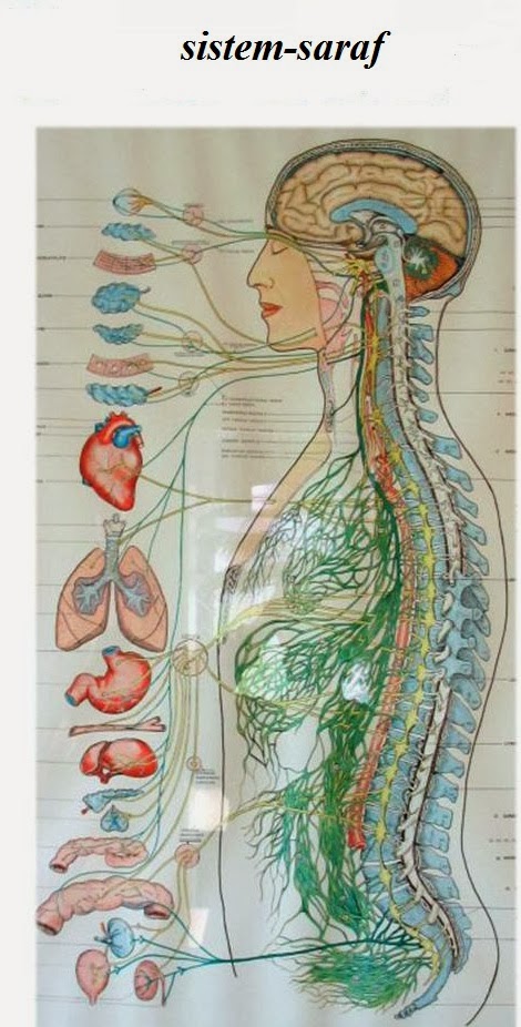 Sistem Saraf - CINTA ILMU KESEHATAN