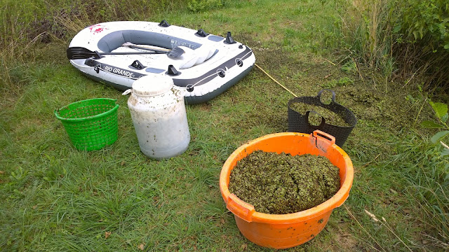 Linsenernte für den Kompost (c) by Joachim Wenk