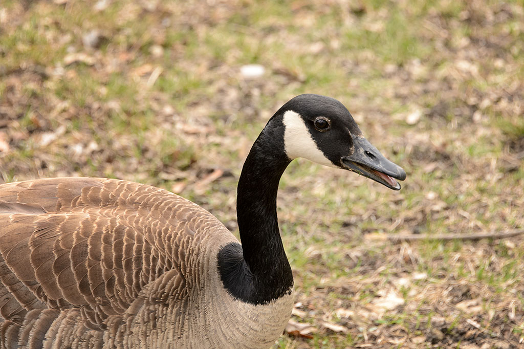 A Goose at Fabyan Forest Preserve