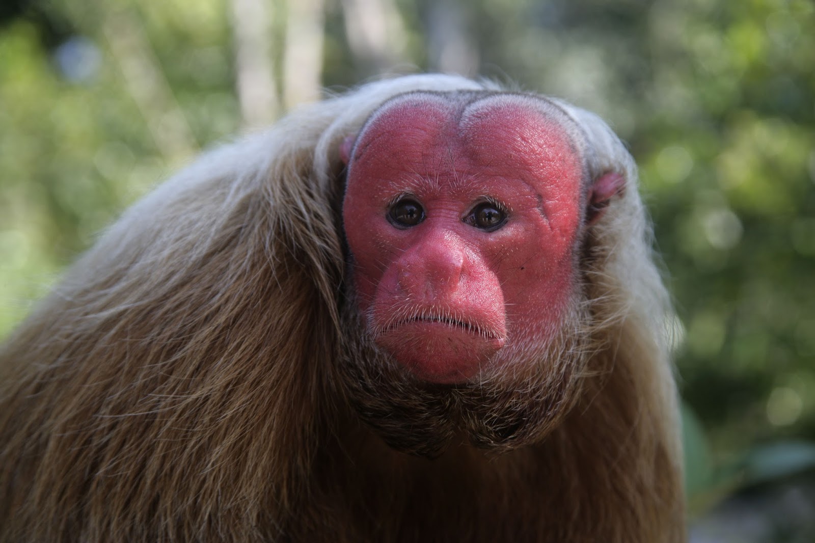 Bichos da mata/Macaco Uacari-branco - Wikilivros