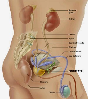 a prostatitis az alsó hátfájással