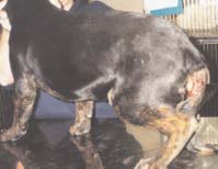 Operasi Bedah Kosmetik Hewan : Potong Ekor (Tail Docking/Caudectomy) 