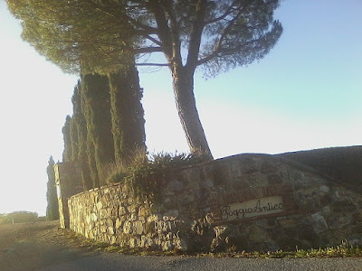 Cypress and pine trees on the road to Poggio Antico winery, Montalcino