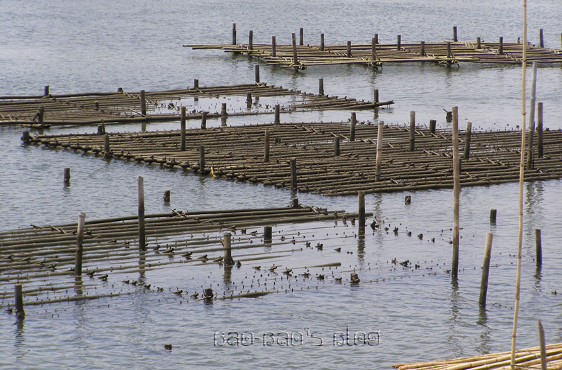 BaoBao's Blog Trip Report, Part 29 Oyster Farming In Chantaburi