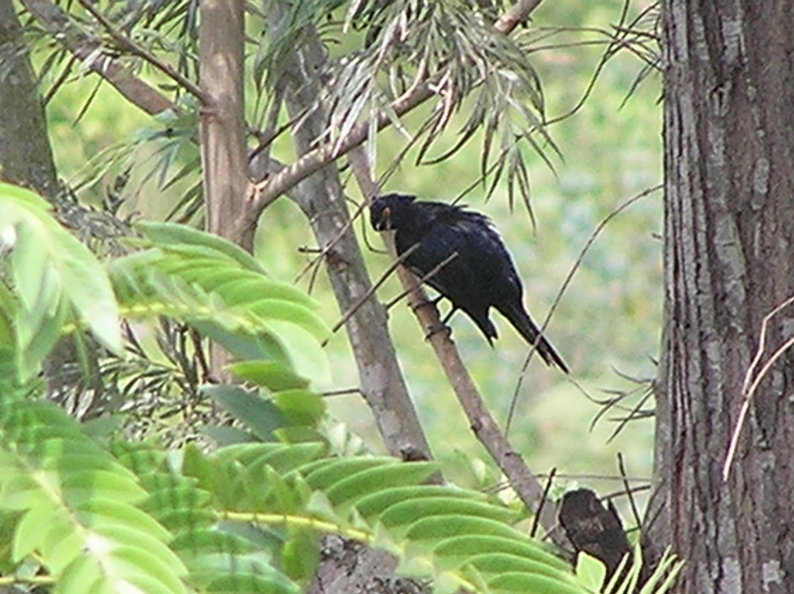 Rwanda on the Wing: Boy, you're lookin' fine! Sexual dimorphism in birds