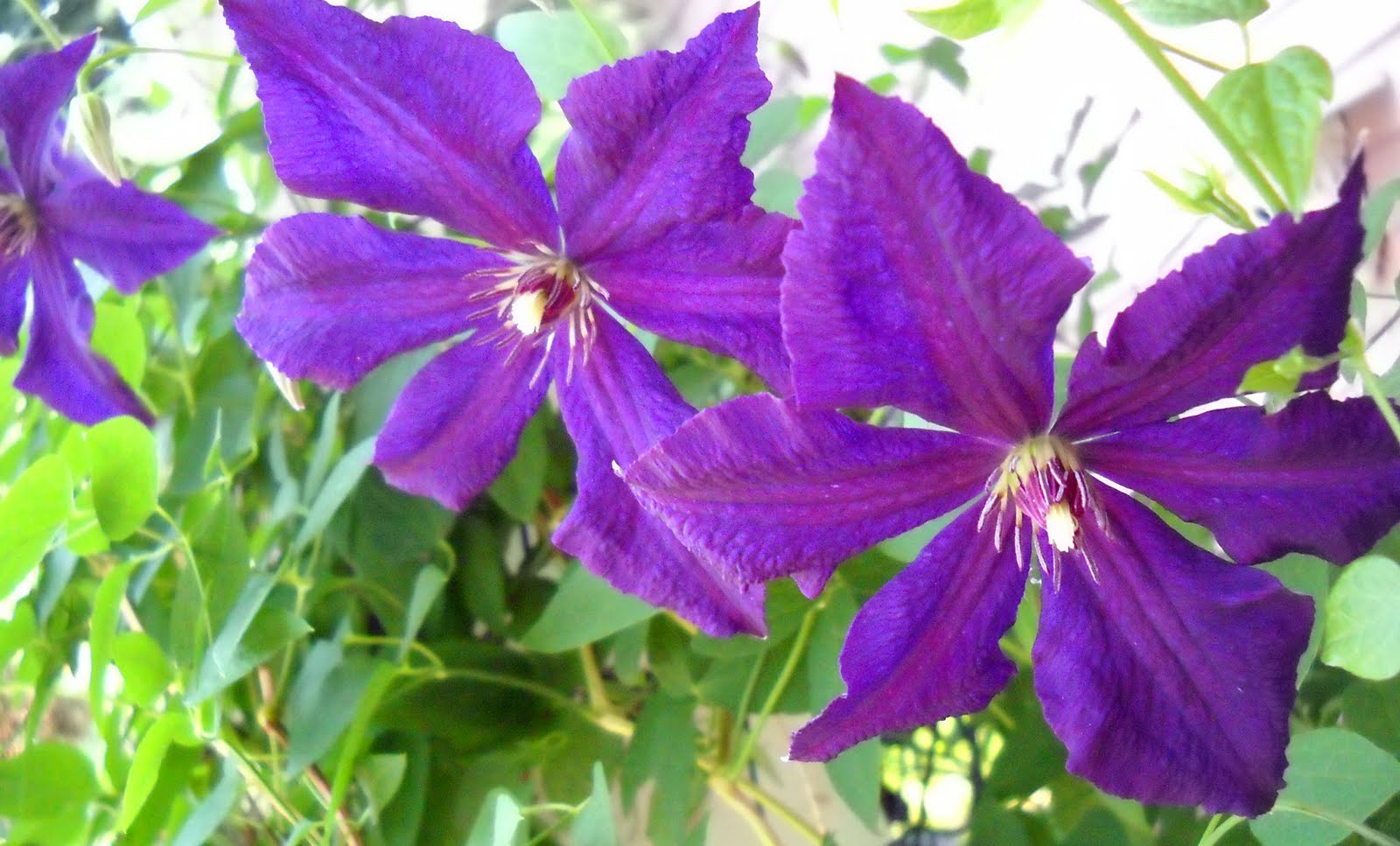 Larry's Photo a Day Clematis blooms......