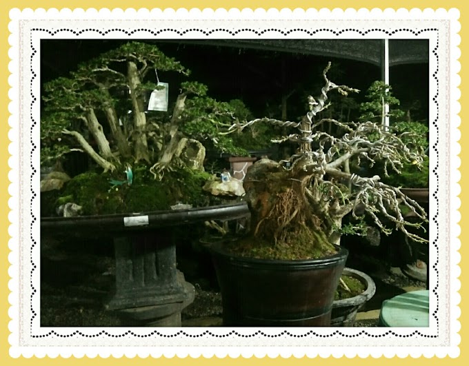 5 HAL PENTING DALAM PROSES PENGAWATAN BONSAI