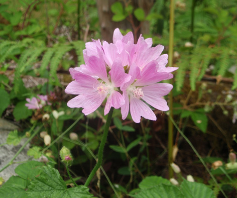 malva silvestre