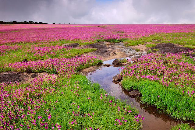 Kaas Plateau (UNESCO site) - a Travel Guide to the Valley of Flowers in  Maharashtra