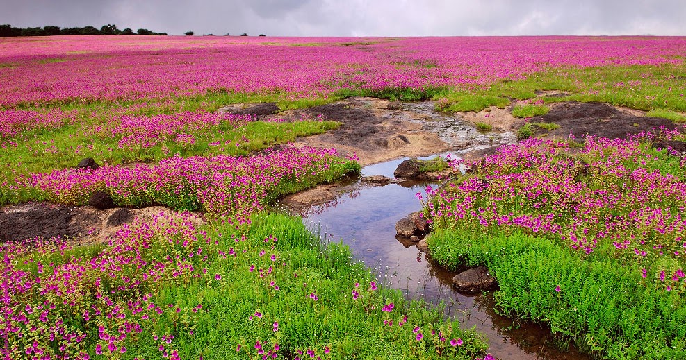 Kaas Plateau (UNESCO site) a Travel Guide to the Valley of Flowers in