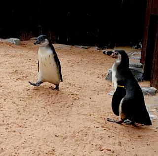 Penguins at Sea Life