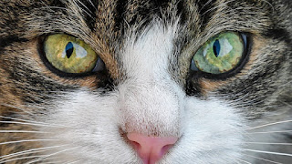 alt="gato con un ojo de cada color"
