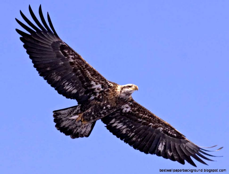 Bald Eagle  Audubon Field Guide