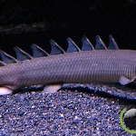 5 Jenis Ikan Naga Paling Terkenal Di Dunia
