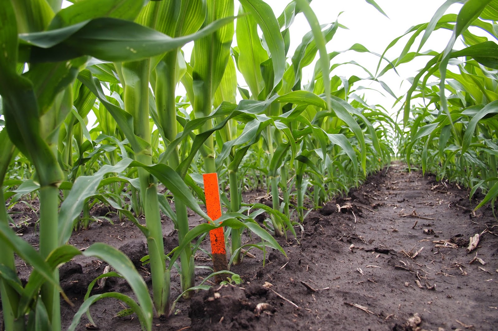 Corn Agronomy Corn Seed Survival