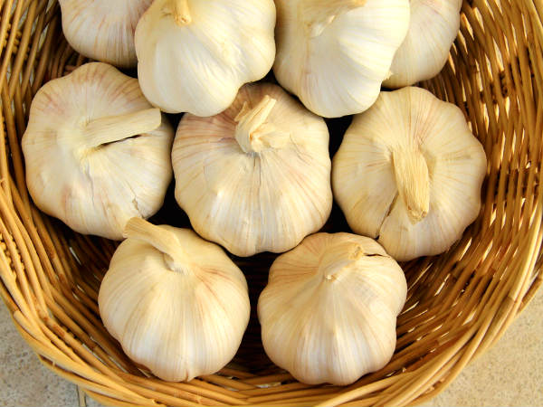 هل بلع الثوم بدون مضغ مفيد وكم فص ثوم يؤكل في اليوم دون تقطيع