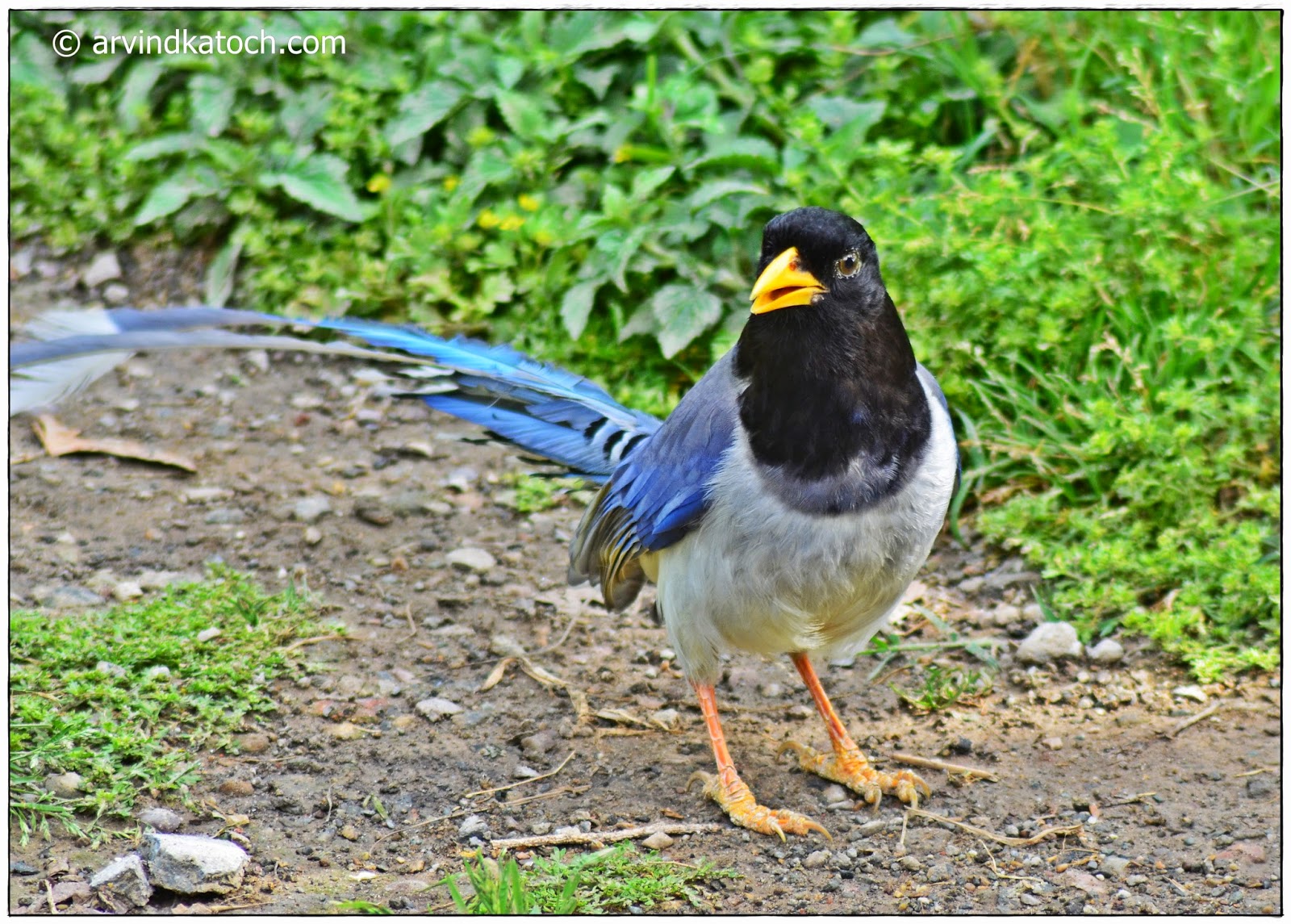 Yellow-billed Magpie magpie, yellow-billed magpie