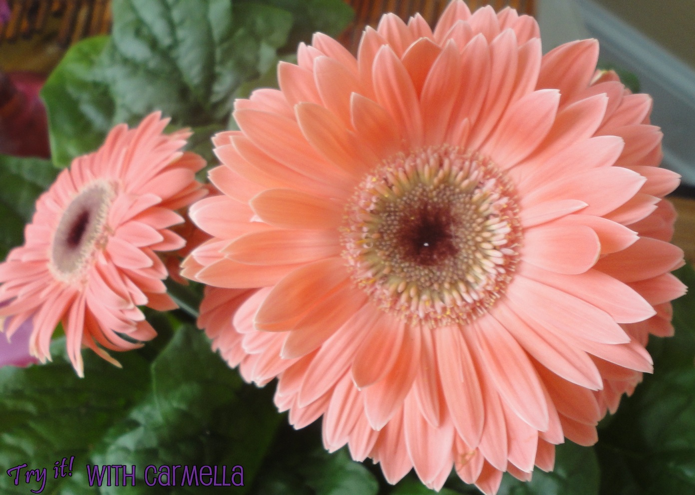 try-it-with-carmella-peach-flowers