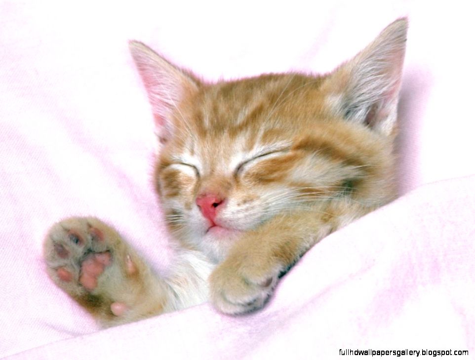 Cute cat sleeping