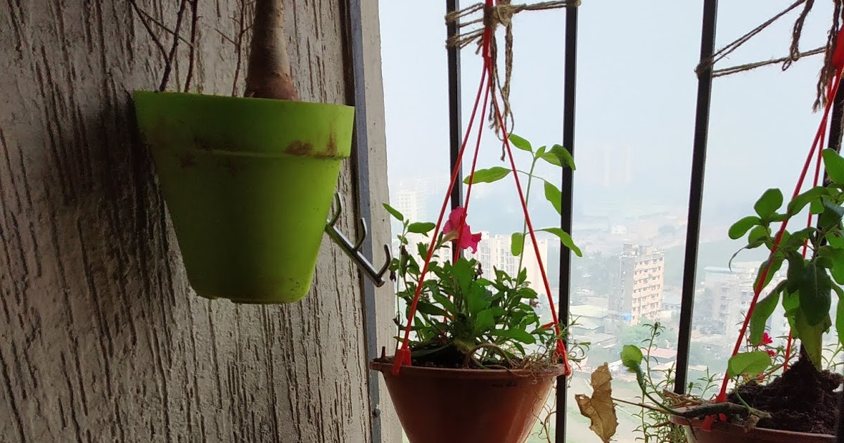 Garden Care Simplified Window Gardening Window Sill Gardening 9 Important tips for starting