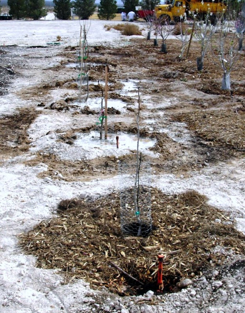 Xtremehorticulture of the Desert How Often to Water Fruit Trees in the