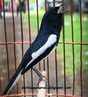 Komunitas Burung Kicau Indonesia Cara Merawat Burung Kacer Supaya