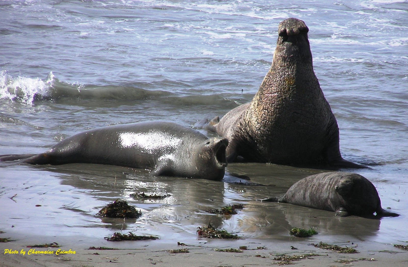 NEPTUNE 911 For Kids The Biggest Seals on Earth Hanging with King Penguins