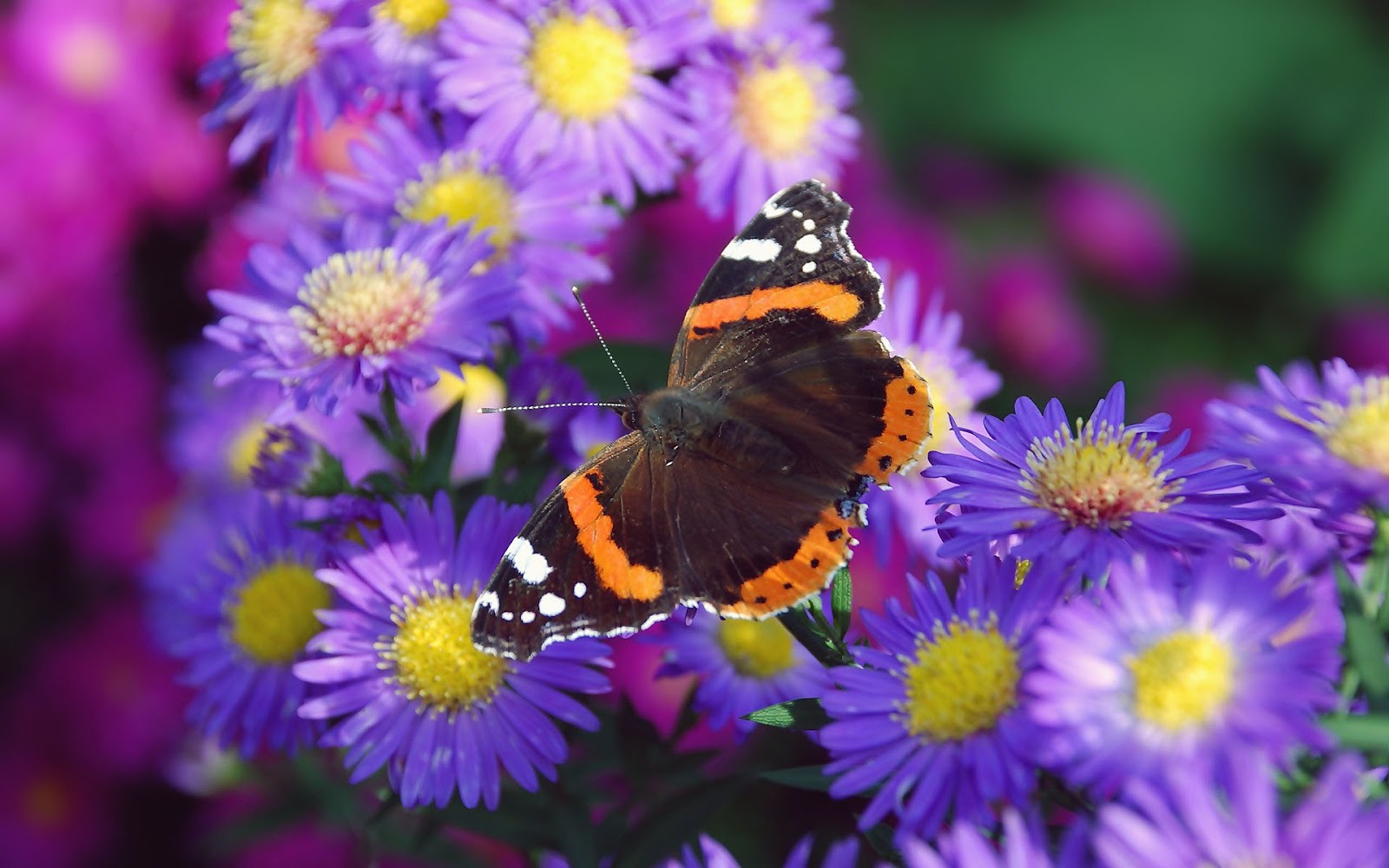 Brown orange butterfly on purple flower