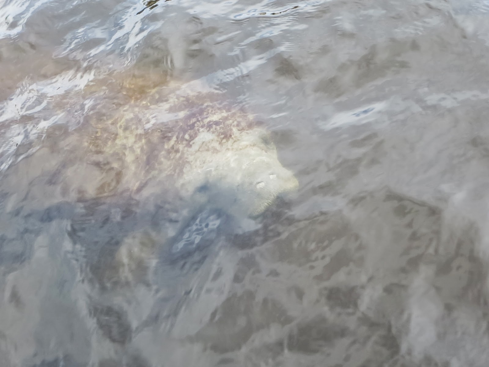 Manatee seen below the surface of the water near the Florida Everglades in Naples