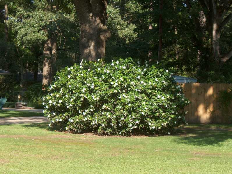 Gardênia (Gardenia jasminoides) - Klima Naturali™