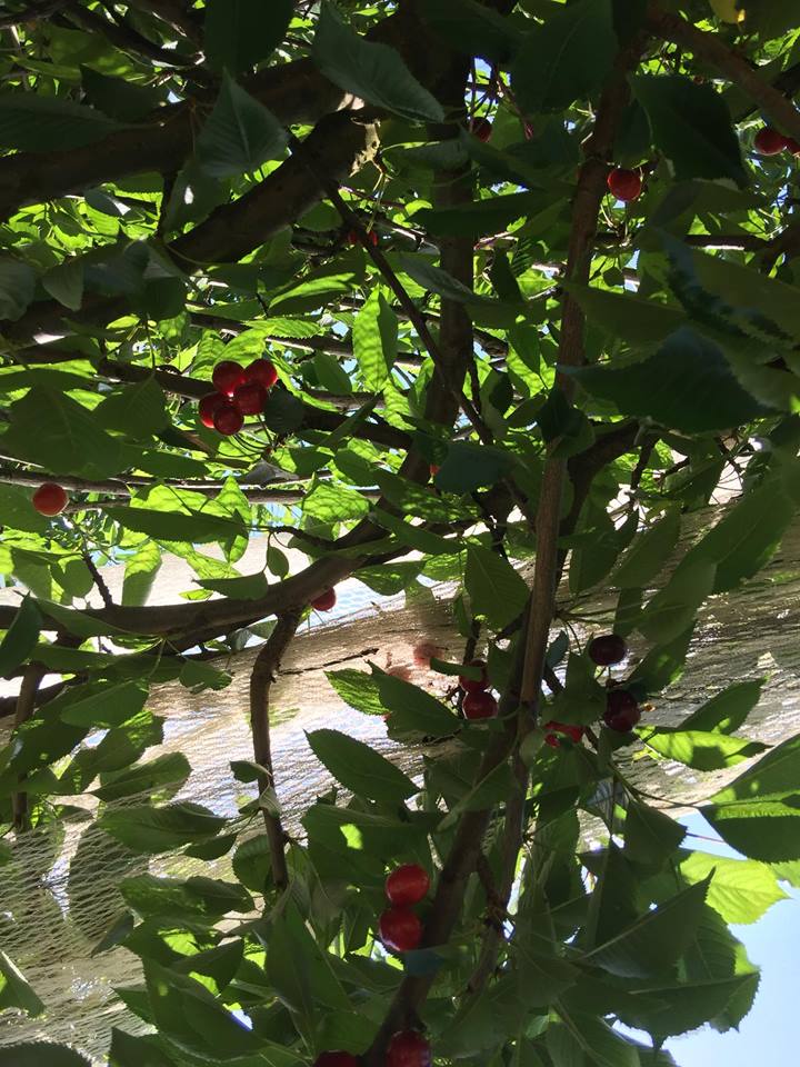 umiyumi2 our life in perth, WA Cherry Picking in Perth