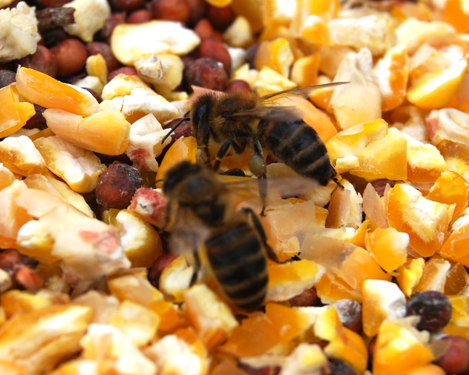 The Peace Bee Farmer Honey Bees in the Winter