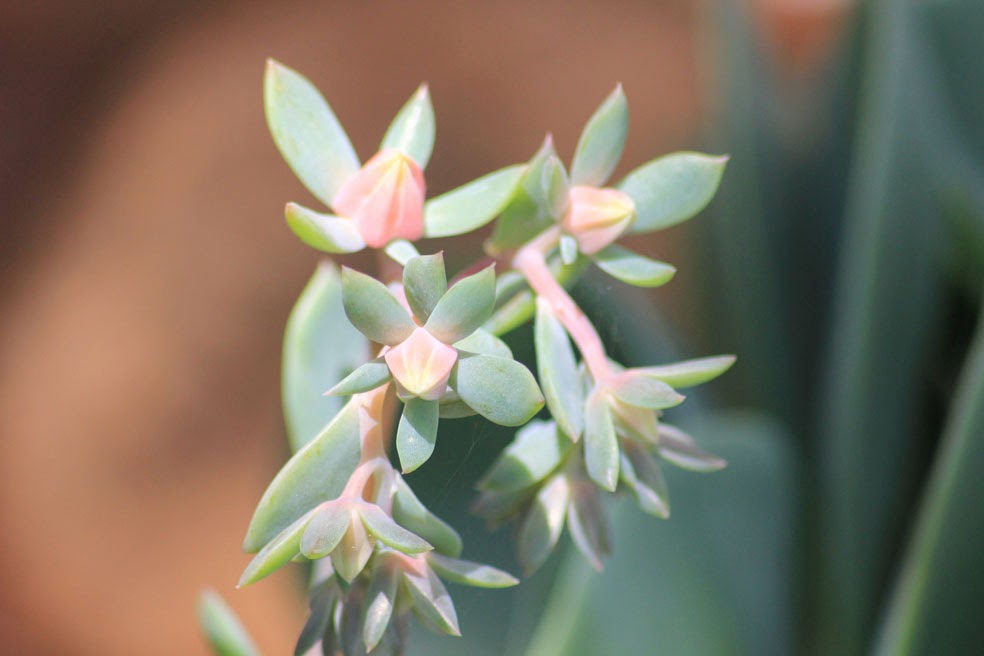 The Succulent and Cactus Lady Flowers of the Echeveria imbricata